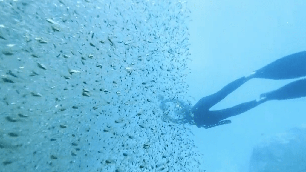 Banc de poisson en SeaScooter Sublue
